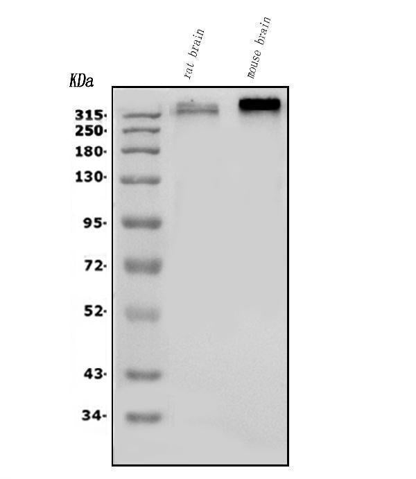 Anti-Scn2a Antibody Picoband®