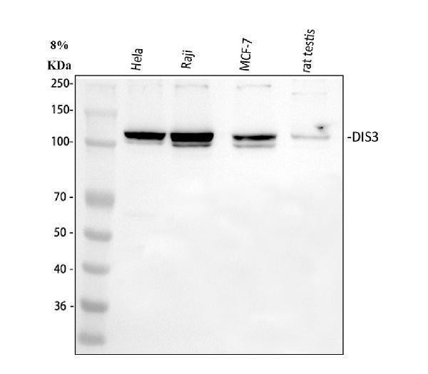 Anti-DIS3 Antibody Picoband®