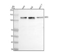 Anti-DIS3 Antibody Picoband®