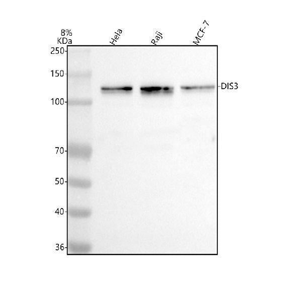 Anti-DIS3 Antibody Picoband®