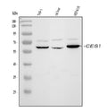 Anti-Liver Carboxylesterase 1/CES1 Antibody Picoband®