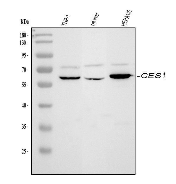 Anti-Liver Carboxylesterase 1/CES1 Antibody Picoband®