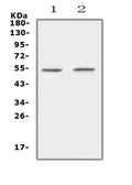 Anti-Protein C/PROC Antibody Picoband®