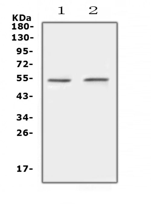 Anti-Protein C/PROC Antibody Picoband®