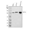 Anti-DPYD Antibody Picoband®