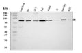 Anti-Ezrin/EZR Antibody Picoband®