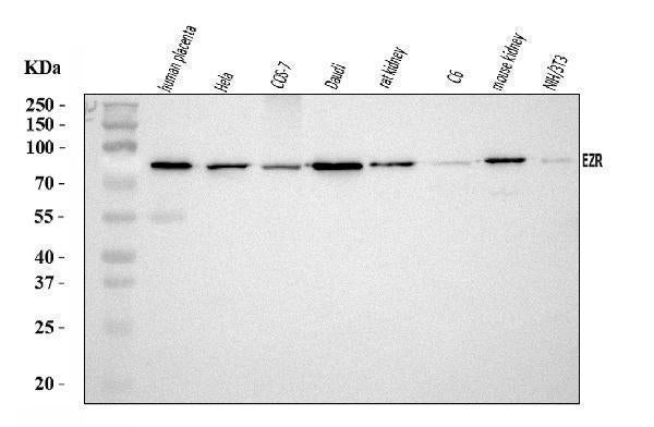Anti-Ezrin/EZR Antibody Picoband®