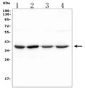 Anti-SFRP2 Antibody Picoband®