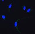 Anti-SDHA Antibody Picoband®