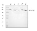 Anti-Eg5/KIF11 Antibody Picoband®