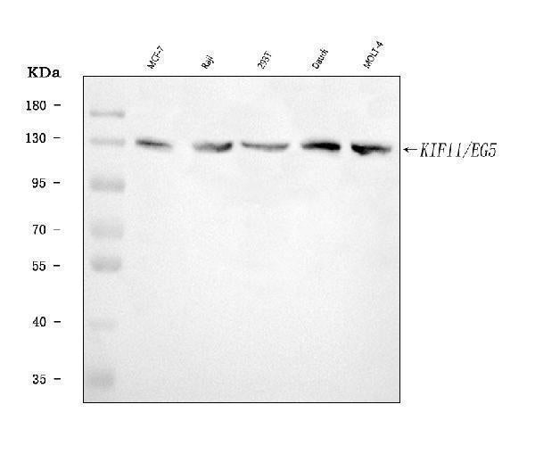 Anti-Eg5/KIF11 Antibody Picoband®