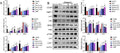 Anti-CD2AP Antibody Picoband®