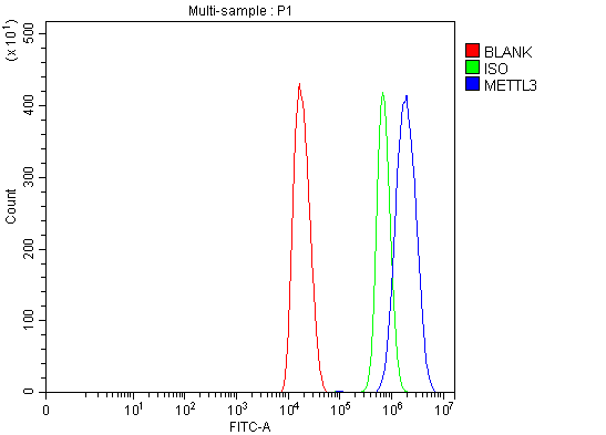 Anti-METTL3 Antibody Picoband®