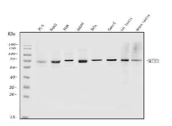 Anti-METTL3 Antibody Picoband®