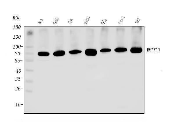 Anti-METTL3 Antibody Picoband®