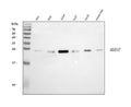 Anti-DTR/HBEGF Antibody Picoband®