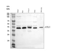 Anti-Apg3/ATG3 Antibody Picoband®