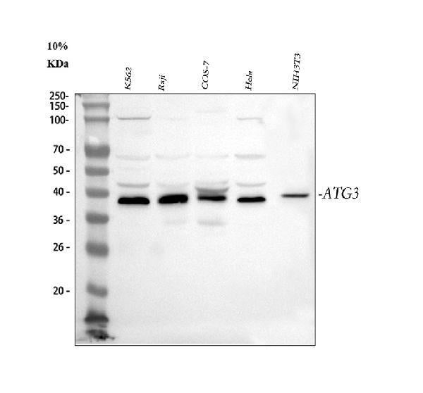 Anti-Apg3/ATG3 Antibody Picoband®