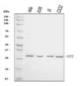 Anti-UCP3 Antibody Picoband®