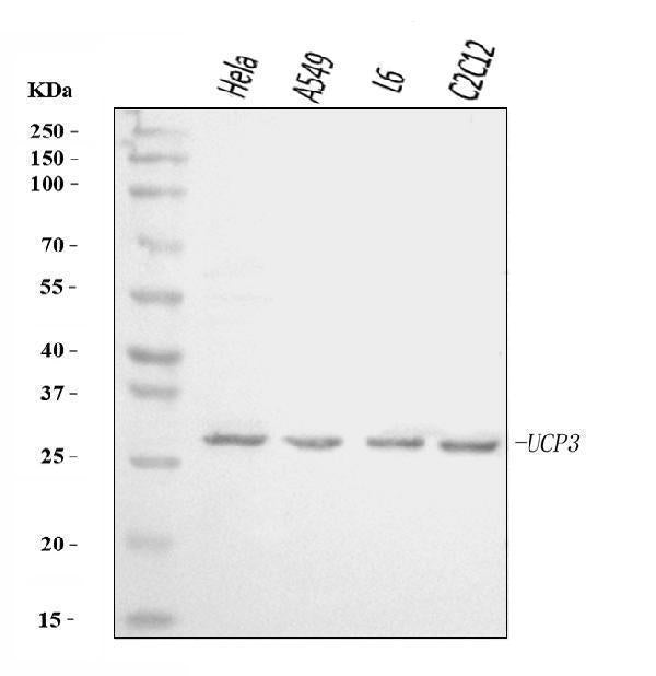 Anti-UCP3 Antibody Picoband®