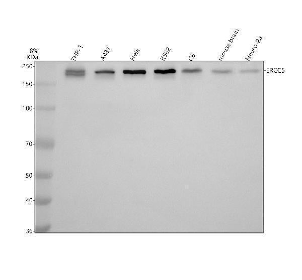 Anti-XPG/ERCC5 Antibody Picoband®