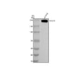Anti-DOCK8 Antibody Picoband®
