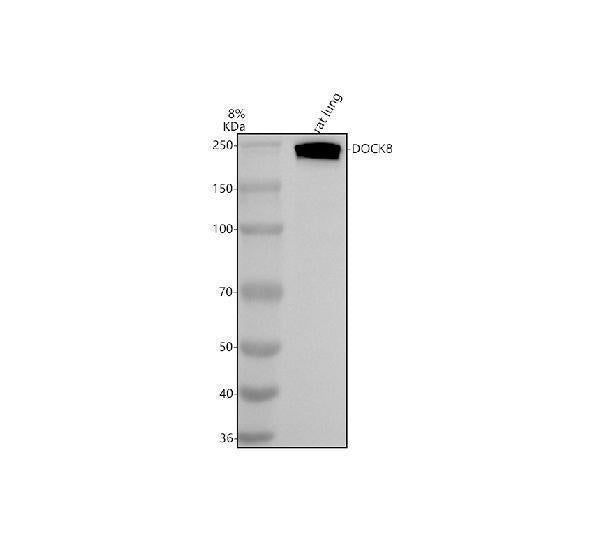 Anti-DOCK8 Antibody Picoband®