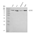 Anti-Axin 2/AXIN2 Antibody Picoband®