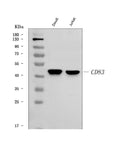 Anti-CD83 Antibody Picoband®