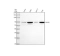Anti-TXNRD1 Antibody Picoband®