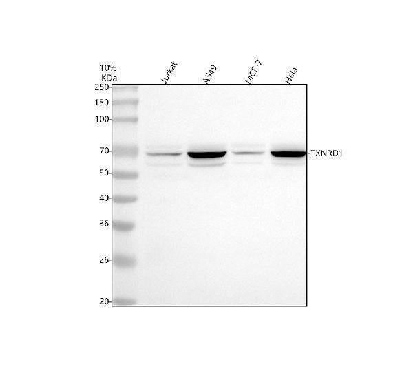 Anti-TXNRD1 Antibody Picoband®