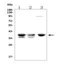 Anti-FDPS/FPS Picoband® Antibody