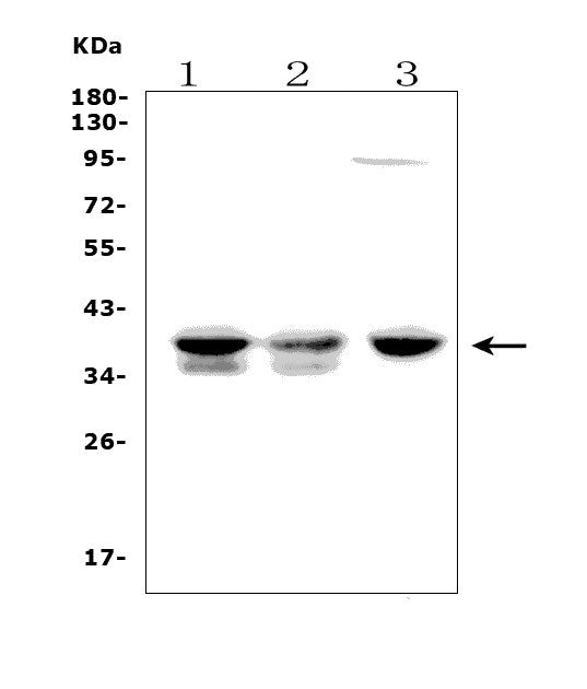 Anti-FDPS/FPS Picoband® Antibody