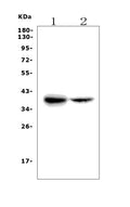 Anti-FDPS/FPS Picoband® Antibody