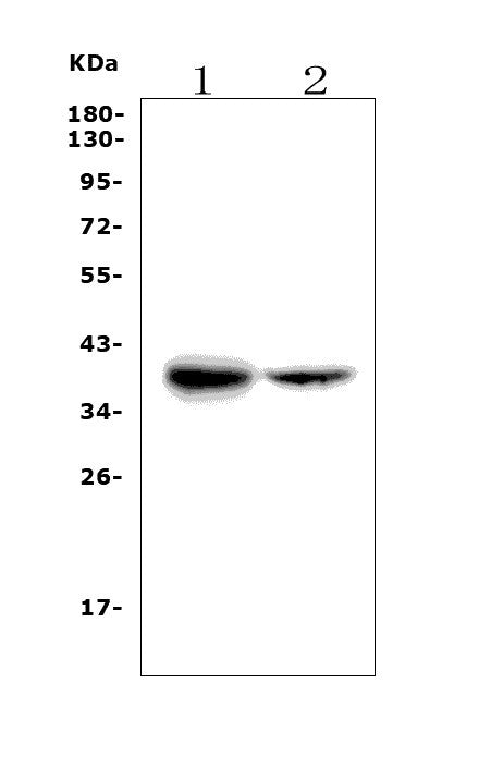 Anti-FDPS/FPS Picoband® Antibody