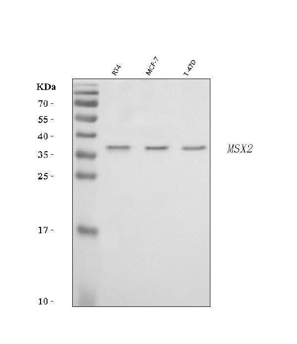 Anti-Hox8/MSX2 Antibody Picoband®