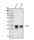 Anti-Superoxide Dismutase 3/EC-SOD/Sod3 Antibody Picoband®