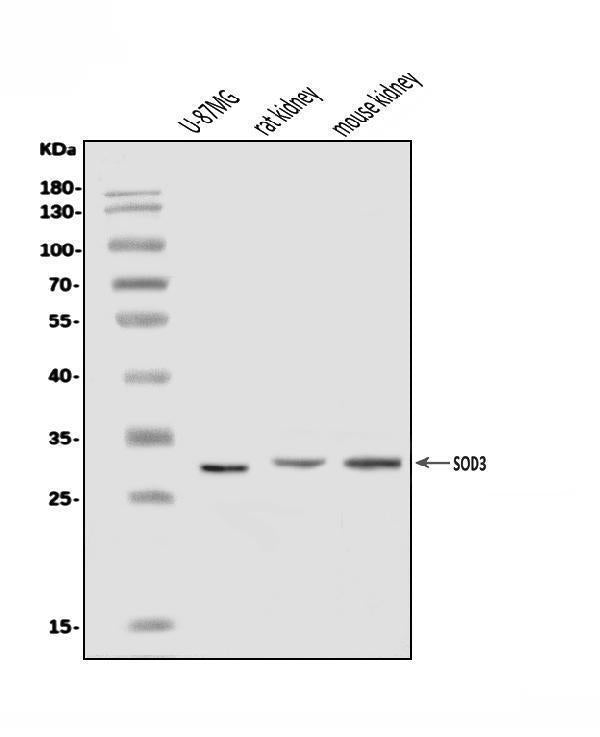 Anti-Superoxide Dismutase 3/EC-SOD/SOD3 Antibody Picoband®