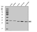 Anti-Superoxide Dismutase 3/EC-SOD/Sod3 Antibody Picoband®