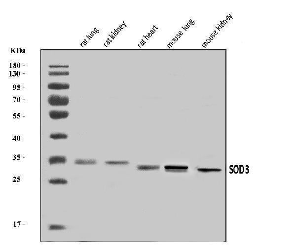 Anti-Superoxide Dismutase 3/EC-SOD/Sod3 Antibody Picoband®