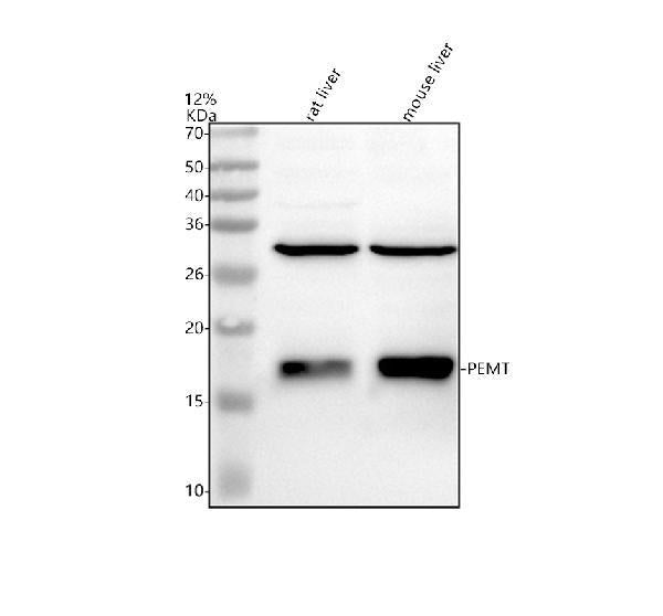 Anti-PEMT Antibody Picoband®