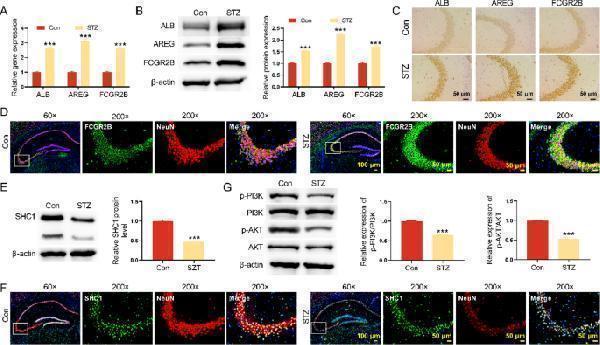 Anti-Amphiregulin/Areg Antibody Picoband®
