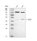 Anti-Amphiregulin/AREG Antibody Picoband®