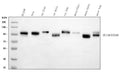 Anti-CD166/ALCAM Antibody Picoband®