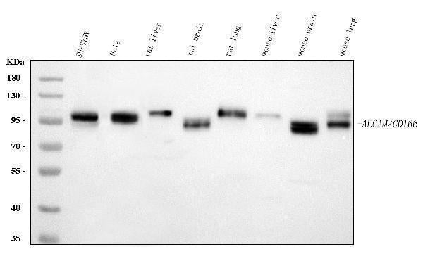 Anti-CD166/ALCAM Antibody Picoband®