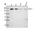 Anti-INPPL1 Antibody Picoband®