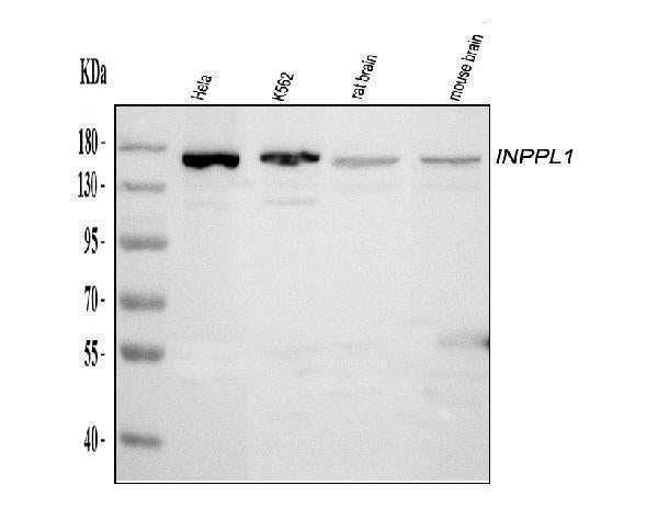 Anti-INPPL1 Antibody Picoband®