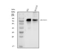 Anti-RUNX1T1/ETO Antibody Picoband®