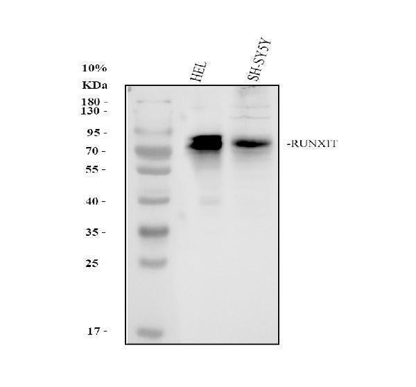 Anti-RUNX1T1/ETO Antibody Picoband®