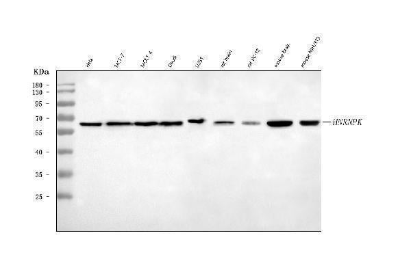 Anti-hnRNP K/HNRNPK Antibody Picoband®